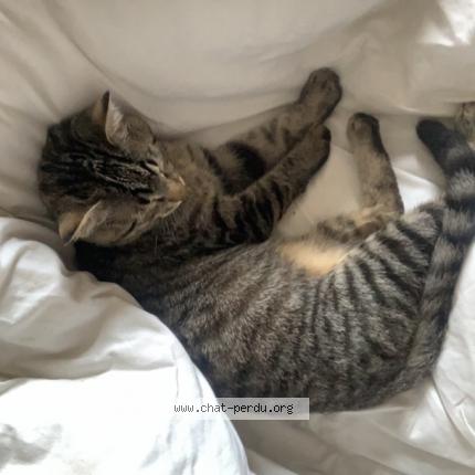 Photo de chat perdu à Toulouse