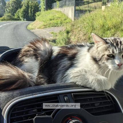 Photo de chat perdu à Val De Virieu