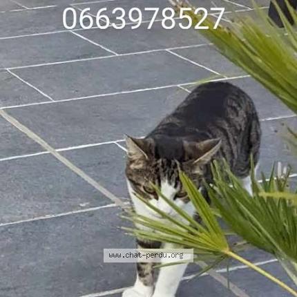 Photo de chat perdu à Batz Sur Mer