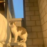 Photo de chat perdu à Lausanne