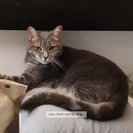 Photo 1/1 Chat retrouvé Perdu à Paris