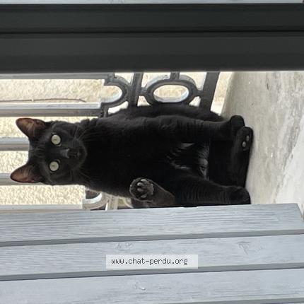 Photo 1/1 Chat retrouvé Perdu à Corneilhan