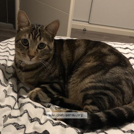 Photo de chat perdu à Saint Jory