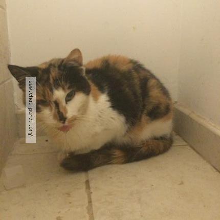 Photo 1/1 Chat retrouvé Trouvé à Amboise
