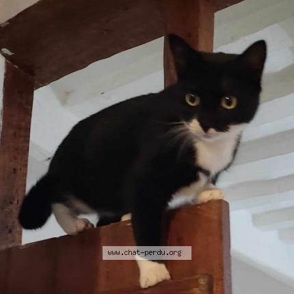 Photo 1/1 Mona Chat perdu à Montigny le bretonneux