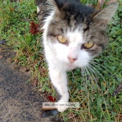 Photo de chat trouvé à Thouarsais Bouildroux