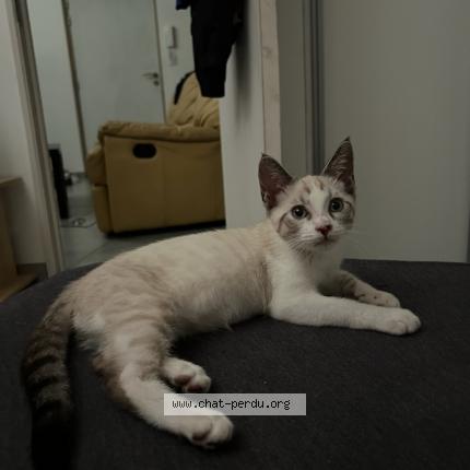 Photo de chat perdu à Montbrison