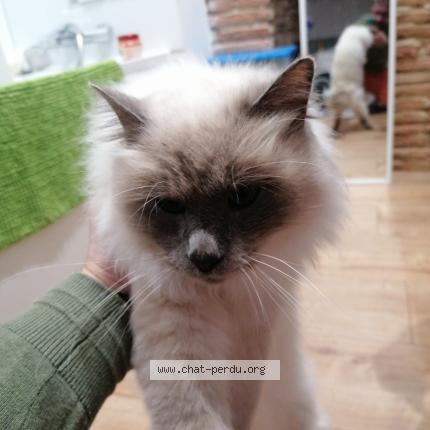 Photo de chat trouvé à Levignac