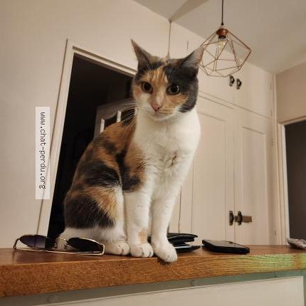 Photo de chat perdu à Franconville
