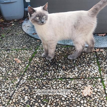 Photo 1/1 Chat retrouvé Trouvé à Joue Les Tours