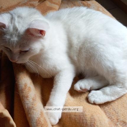 Photo 1/1 Chat retrouvé Perdu à Bourges