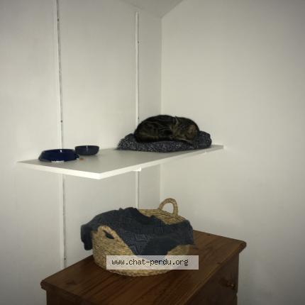 Photo 1/1 Chat retrouvé Perdu à Cambrai