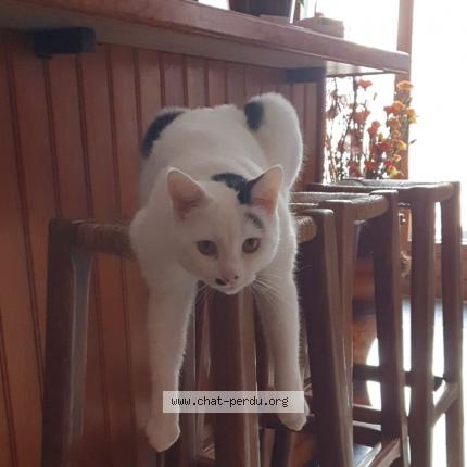 Photo 1/1 Myla Chat perdu à Sainte genevieve des bois