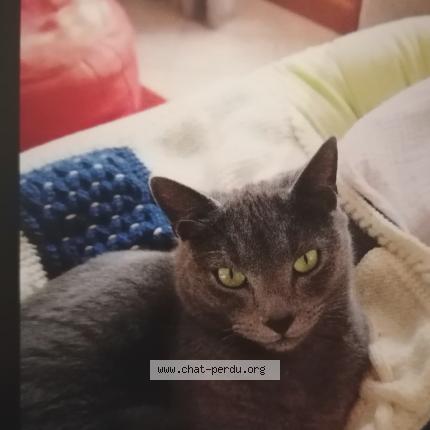 Photo 1/1 Chat retrouvé Perdu à Guerande