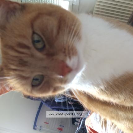 Photo 1/1 Chat retrouvé Perdu à Rots