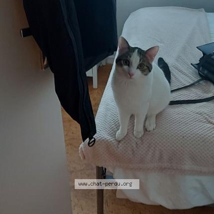 Photo 1/1 Chat retrouvé Perdu à Roubaix