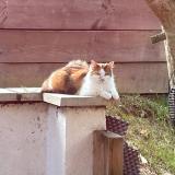 Photo de chat perdu à Castanet Tolosan