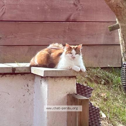 Photo 1/1 Chat retrouvé Perdu à Castanet tolosan