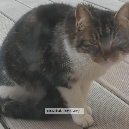 Photo de chat trouvé à Villard De Lans