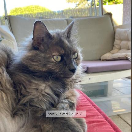 Photo 1/1 Chat retrouvé Perdu à St clair de la tour