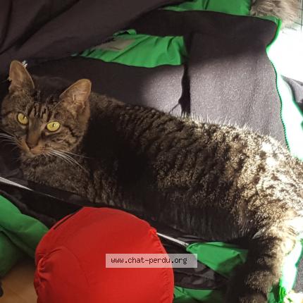 Photo de chat perdu à La Baule