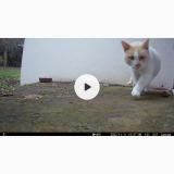 Photo de chat trouvé à Caudan