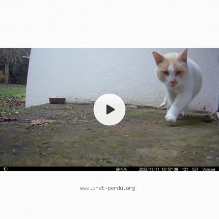 Photo 1/1 Chat trouvé Trouvé à Caudan