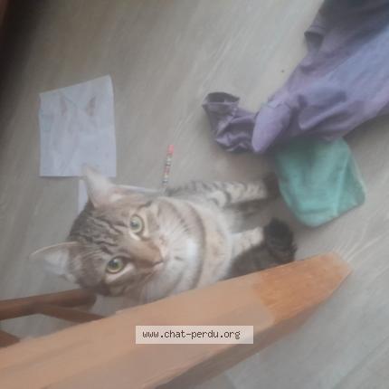 Photo 2/2 Chat retrouvé Perdu à Poitiers