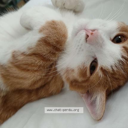 Photo de chat perdu à Aubervilliers