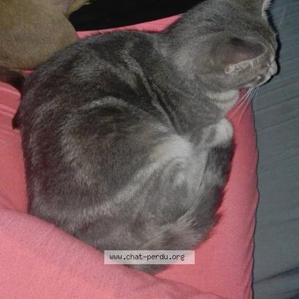Photo de chat perdu à Paulhan