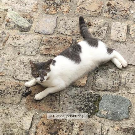 Photo 1/1 Chat retrouvé Perdu à Montlignon