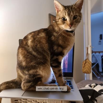 Photo 1/1 Chat retrouvé Perdu à Saint Denis