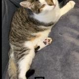 Photo de chat perdu à Bonnelles