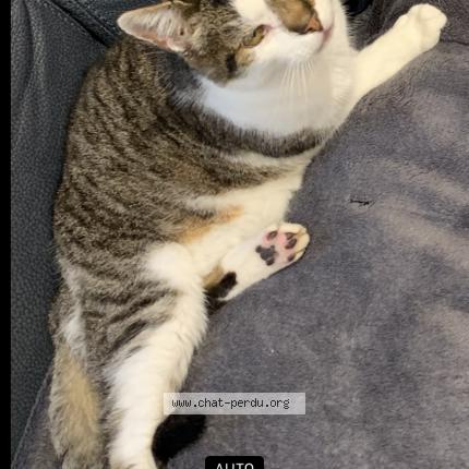Photo 1/1 Chat retrouvé Perdu à Bonnelles