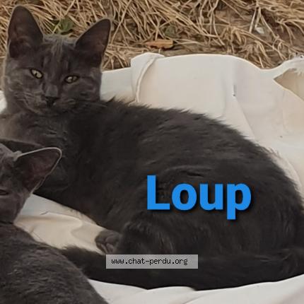 Photo 1/1 Chat retrouvé Perdu à Graulhet