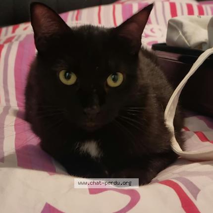 Photo 1/1 Alba Chat perdu à Saint bres