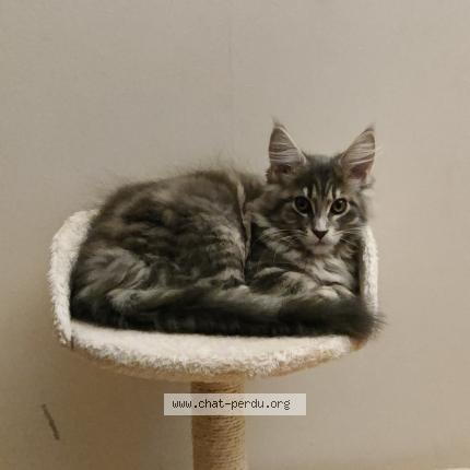 Photo de chat perdu à Saint Avertin