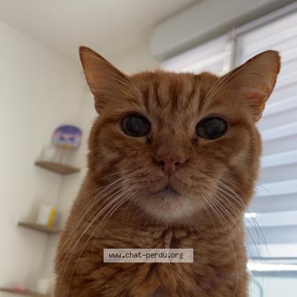 Photo de chat perdu à Argenteuil