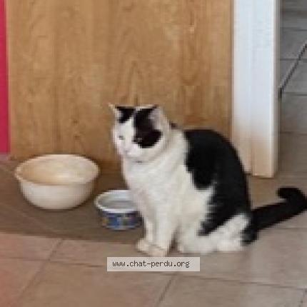 Photo de chat perdu à Caux