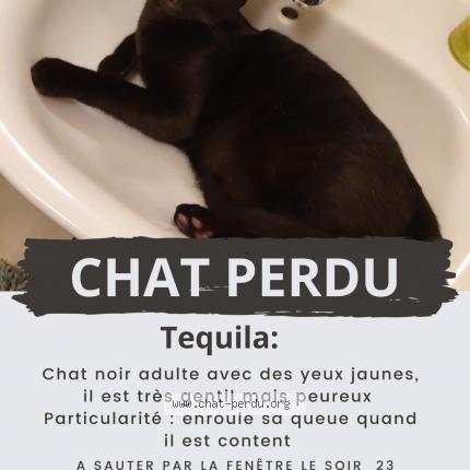 Photo 2/2 Chat retrouvé Perdu à Pornic