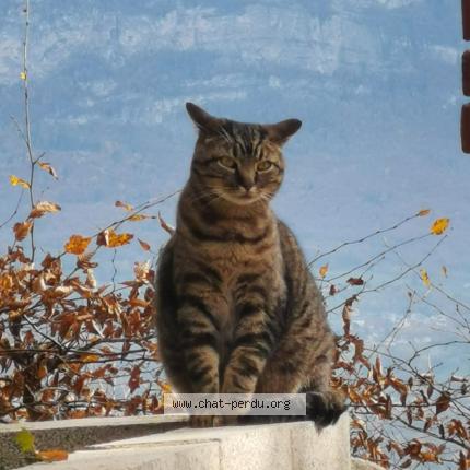 Photo 1/1 Chat retrouvé Perdu à Chantenay Saint Imbert