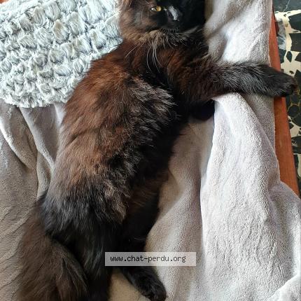 Photo de chat perdu à Echirolles