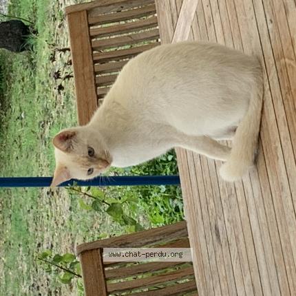 Photo de chat perdu à St Jory