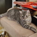 Photo de chat perdu à Houilles