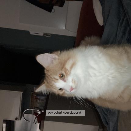 Photo 1/1 Chat retrouvé Perdu à Toulouse