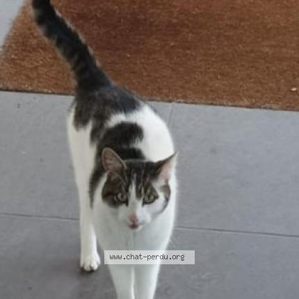 Photo 1/1 Chat retrouvé Perdu à Saint Germain Les Arpajon