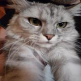 Photo de chat perdu à Vigny