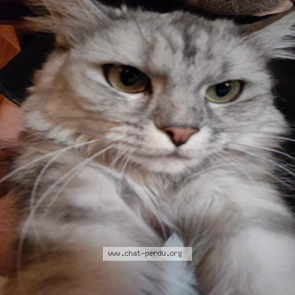 Photo 1/1 J&eacute;lie Chat perdu à Vigny