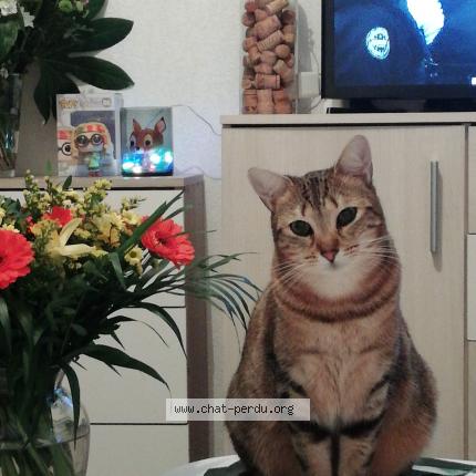 Photo de chat perdu à Saint Paul Sur Save