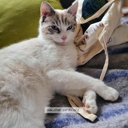Photo 1/1 Chat retrouvé Perdu à Vesoul